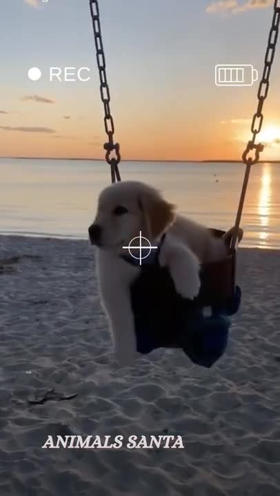 Cute golden retriever