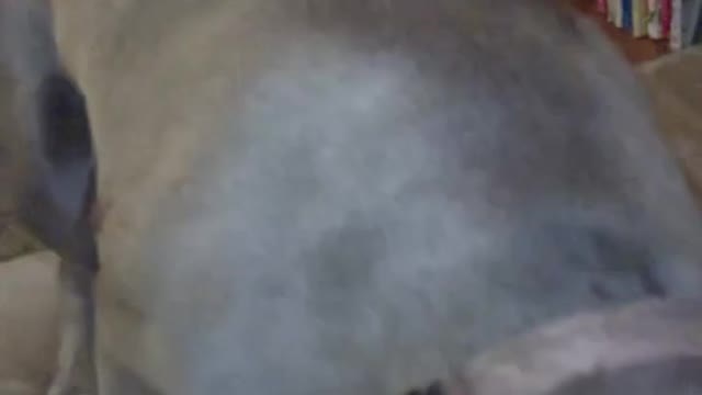 Funny cute dog gets excited # #cute #funny #viral #dog #pets #fyp #shorts #trending #short #animals
