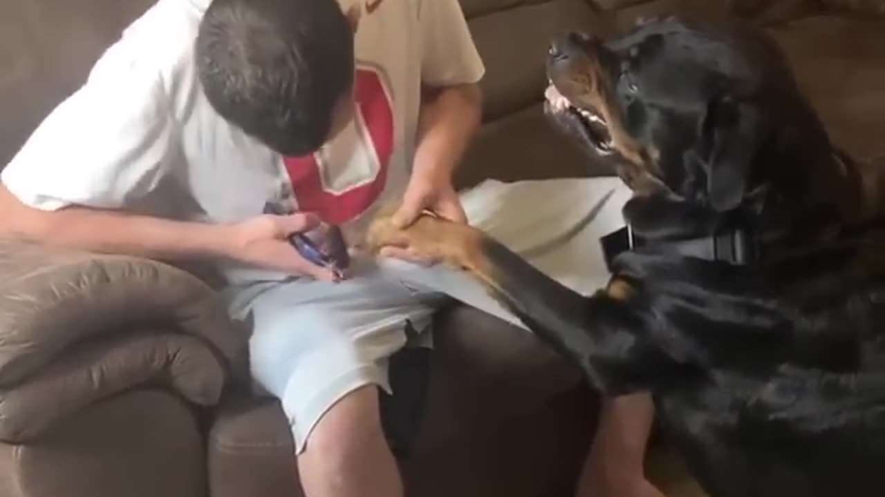 Angry Rottweiler doesn't want to cut nails 😂😂😂