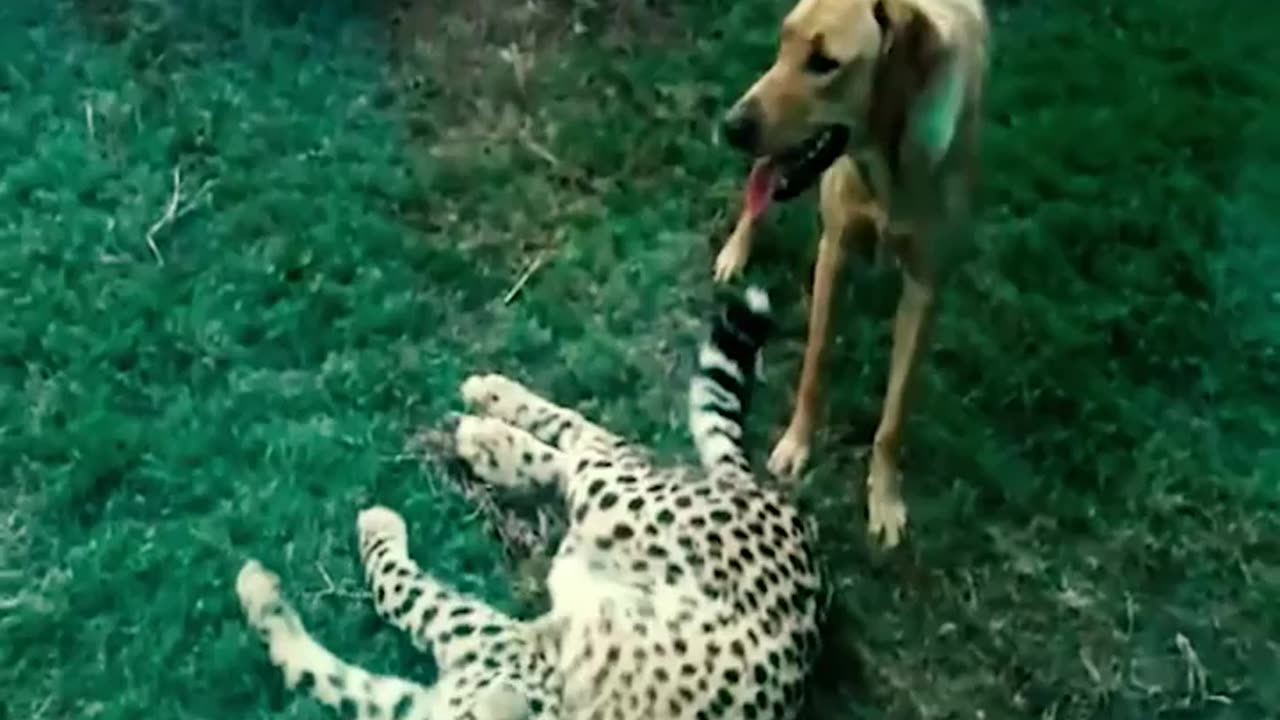 The incredible friendship between leopard and dog #shorts #viral #shortsvideo #video