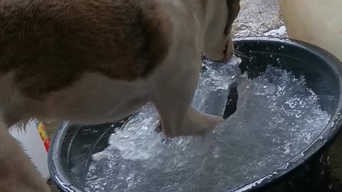 Paco Makes A Splash