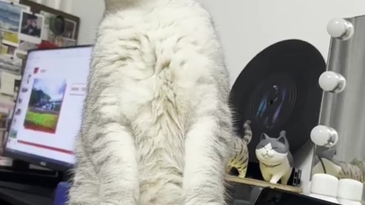 happiness and gratitude of the cat family after being rescued.
