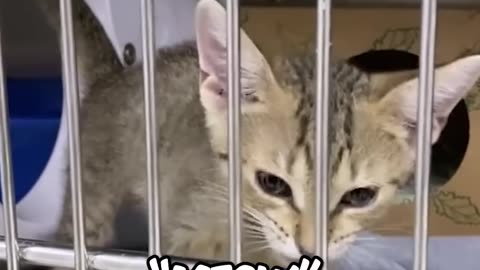 This cat has one of the best meows of all time🐈✨