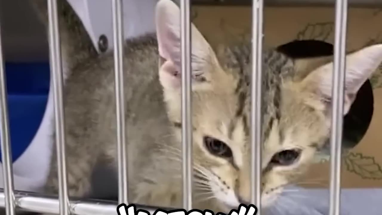 This cat has one of the best meows of all time🐈✨