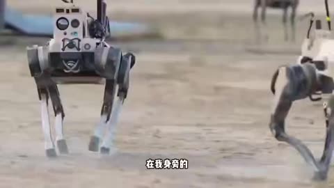 Chinese robot dogs look harmless 😱