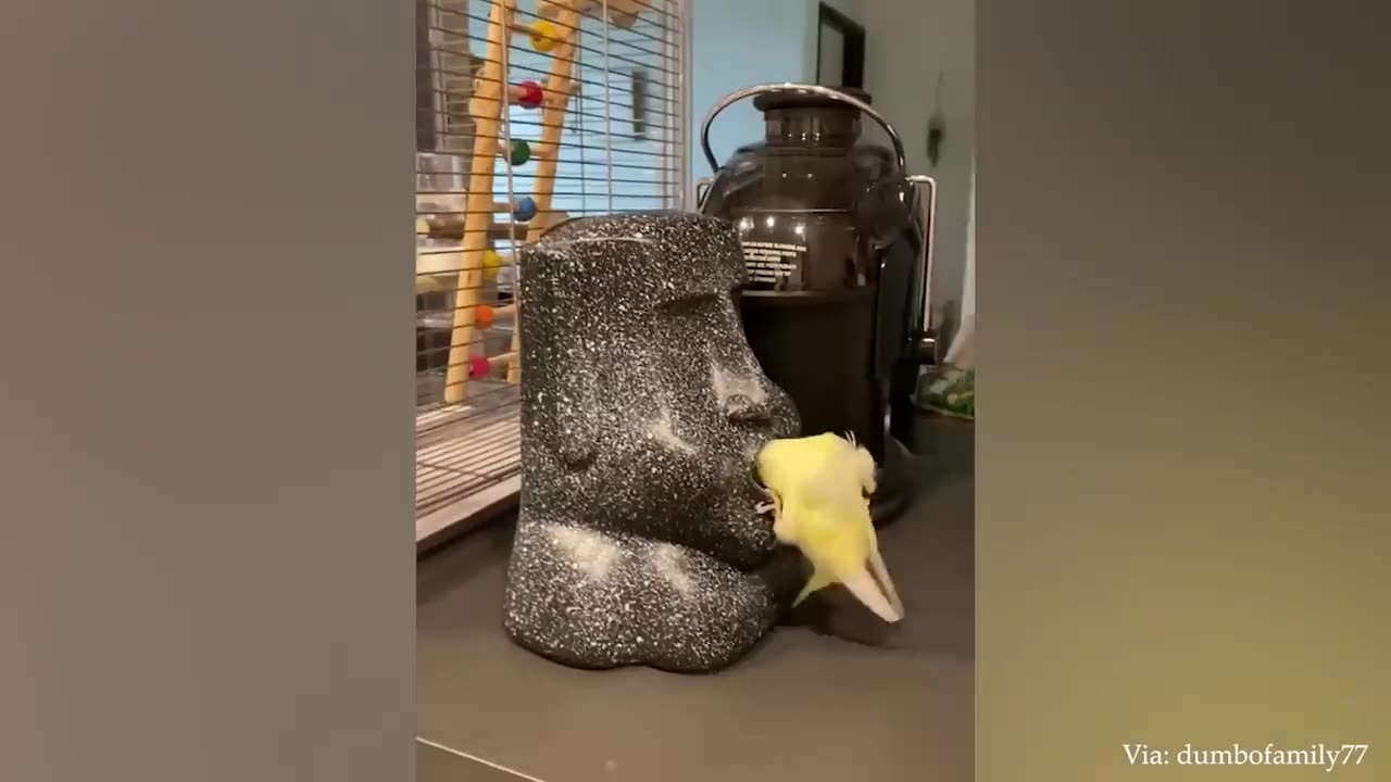 The FUNNIEST Parrots -- Best Compilation