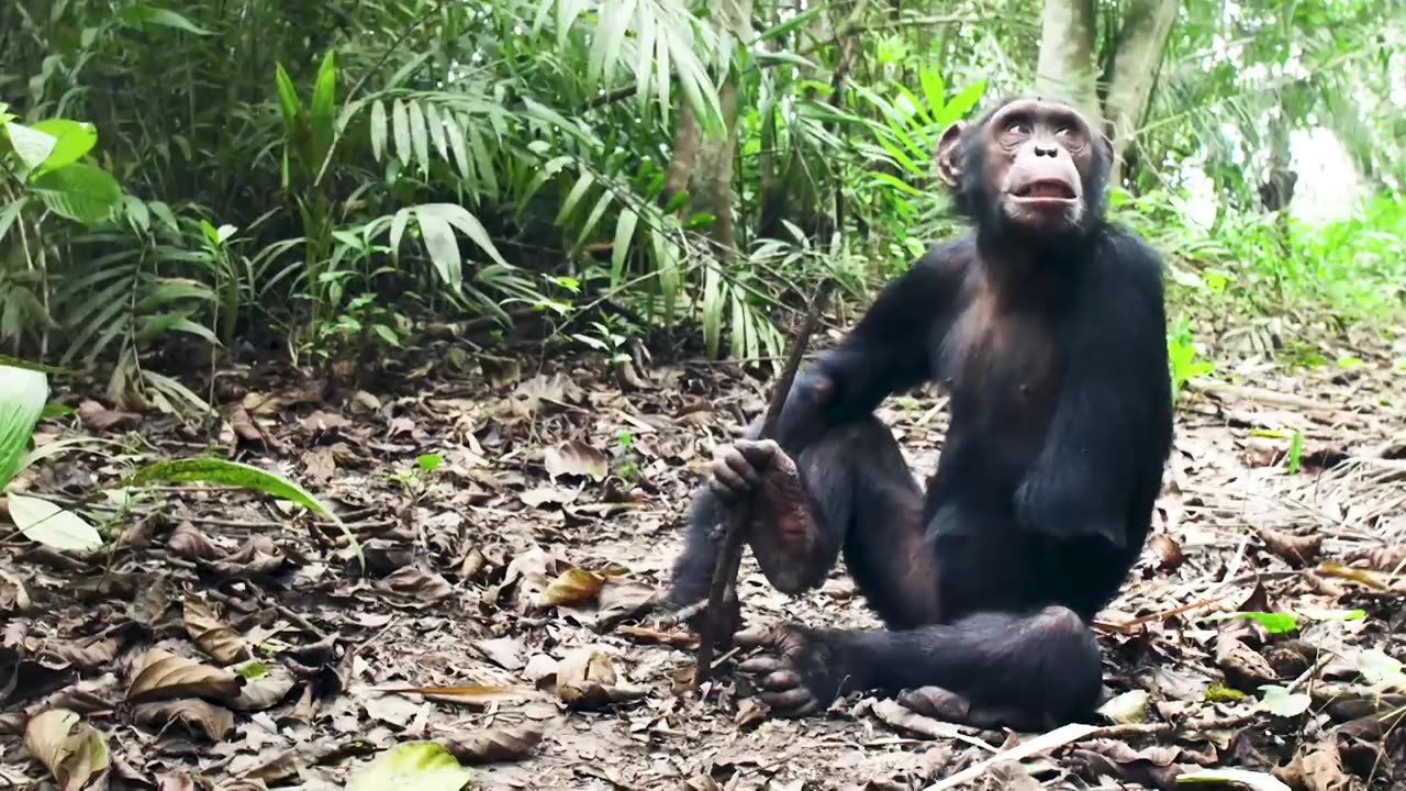 NASA Joins Jane Goodall to Conserve Chimpanzee Habitats