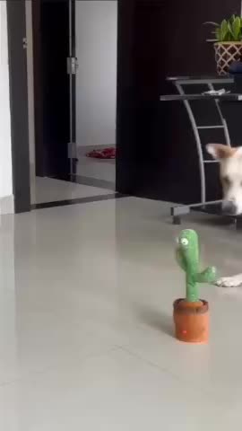 Dogs React to Talking Cactus Toy || ViralHog