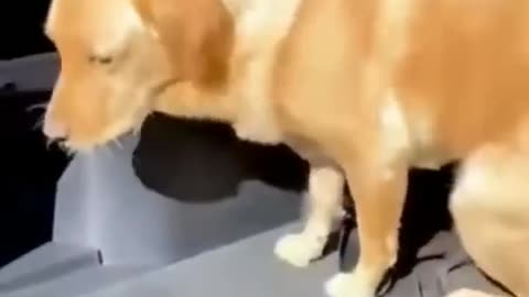 Cute and funny animal video