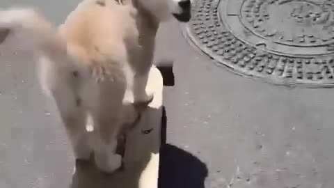 A dog on a skateboard looks very professional