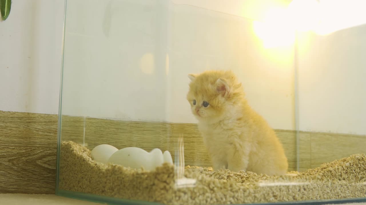 Kitten Pudding is waiting for eggs to hatch to become their mother Chick