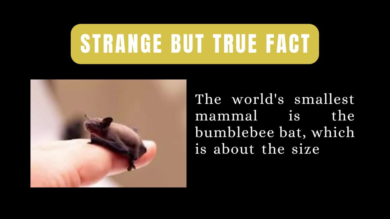 The World's Smallest Mammal
