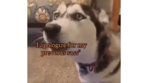 #CuteBabyAnimals #Funny #daily #Shorts #amushorts #rumble C075