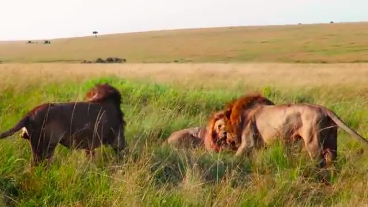 The Lion Brothers Faced Their Greatest Enemy—and It Wasn’t Another Lion