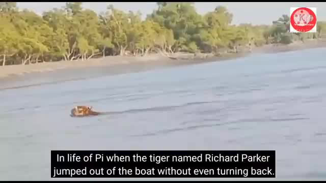 Tiger’s jump from boat during release in Sundarbans -_Cut