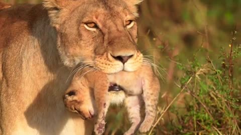 The beauty of nature with Mother's love 😘❤️🥰💫✨