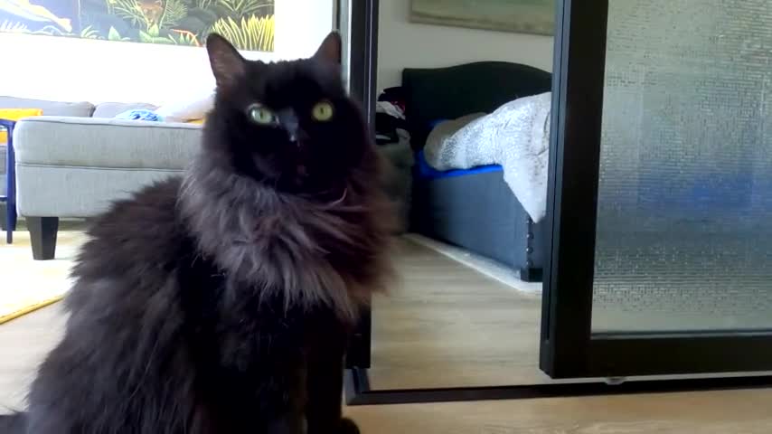 Impatient cat wants owner to open door, does nothing when he opens it