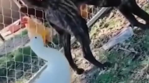 DOG ON PIANO & DUCKY DUCK