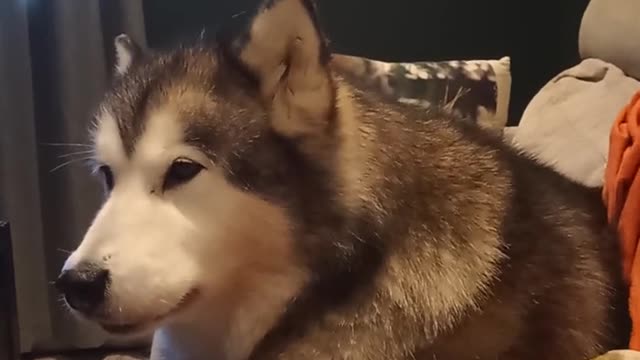 Mirah is insulted. She wants treats. She's not getting any, because she just ate them all.