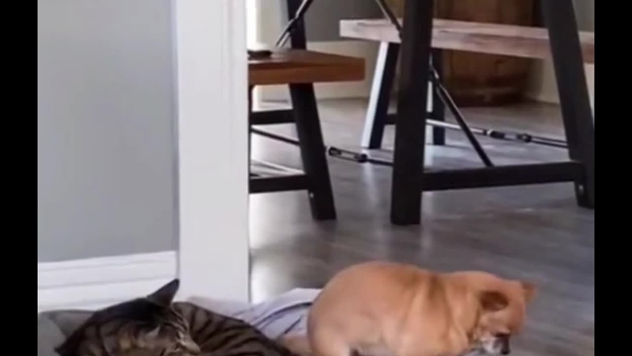 cats and dogs