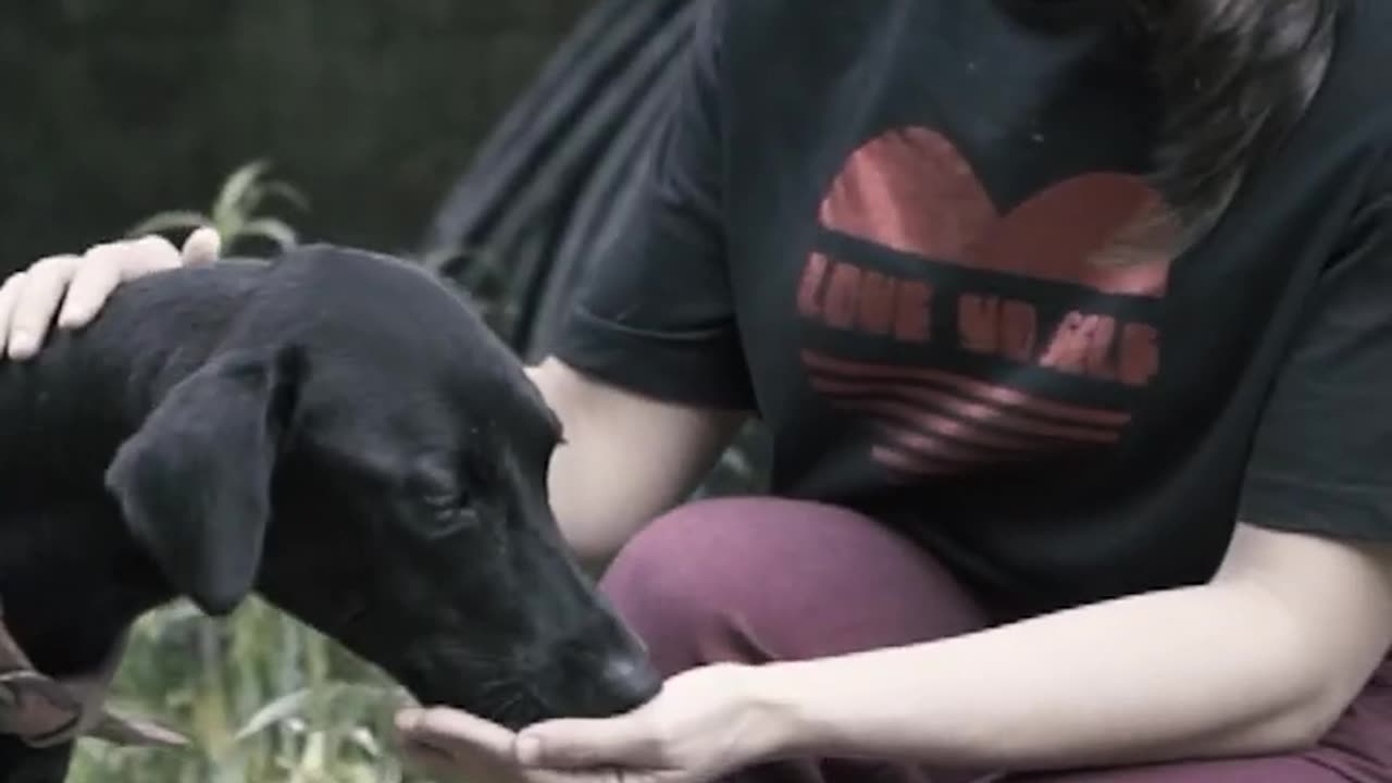 Fixing the stray dog problem!