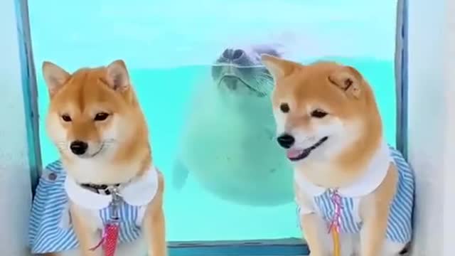 Seal with Shiba inu