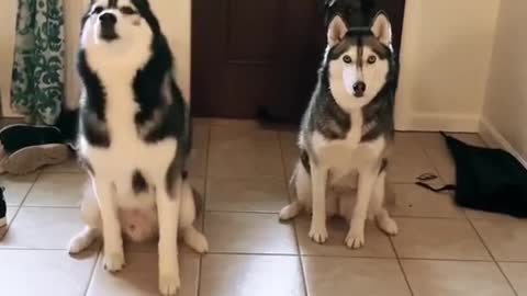 This is how easily you train your lovely dogs.