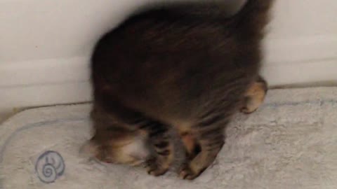 A Funny Kitten video