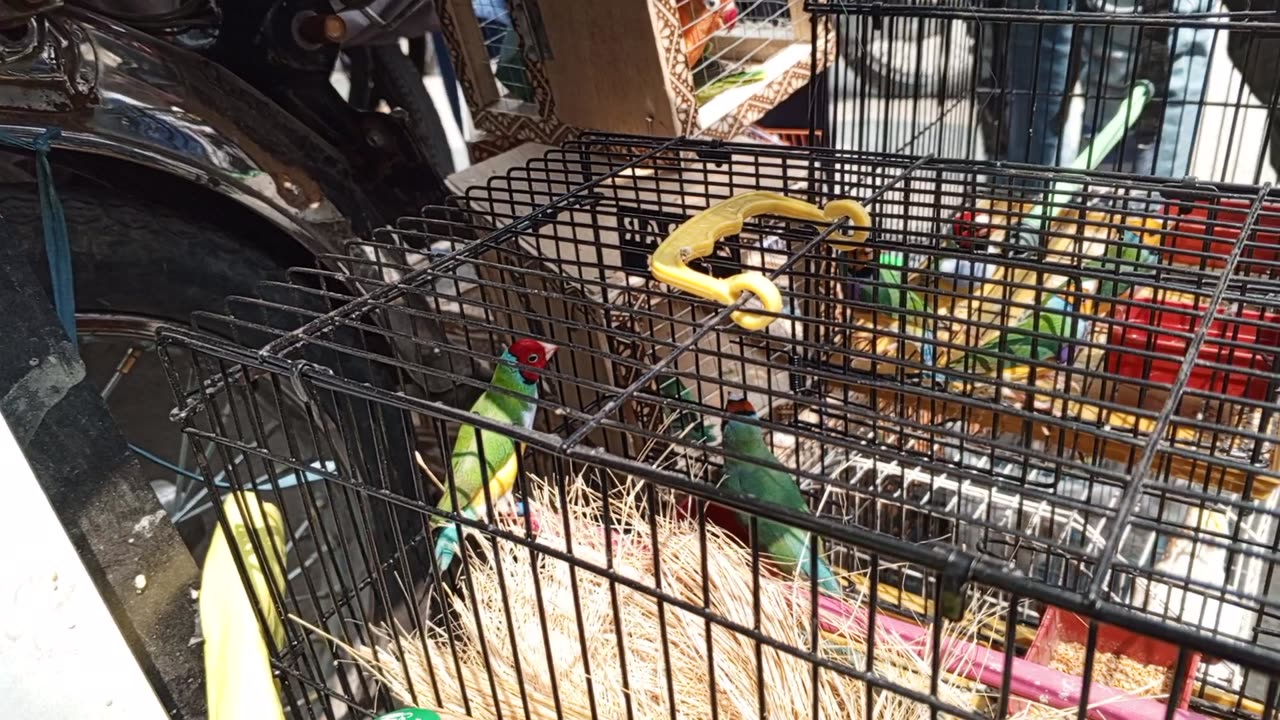 Sunday birds mArket Lahore