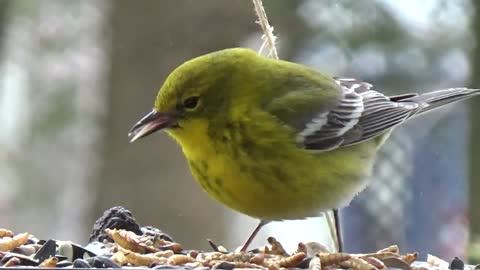 Goldfinch