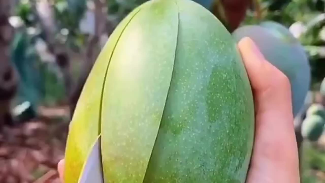 Who Wants To Eats This Mango ? Nature & fruit Lovers