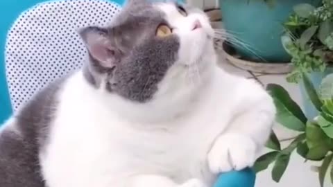Cut cat