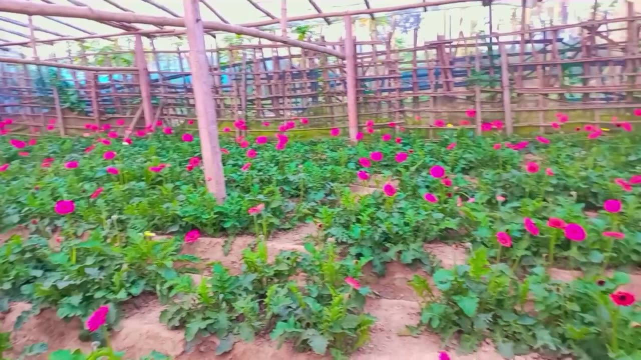 Flower Garden in Jessore #bangladesh