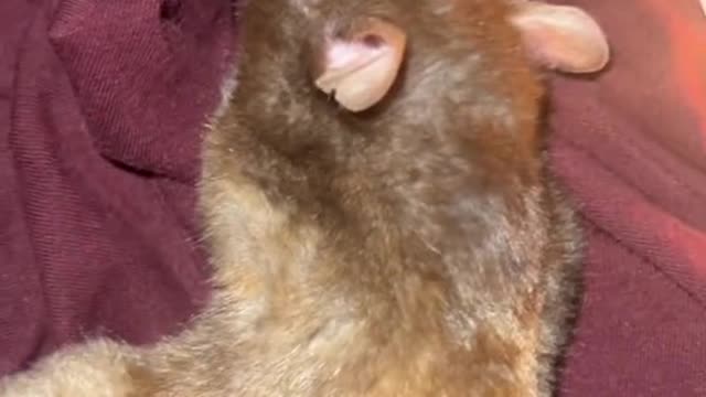 Was your Hamster still alive?