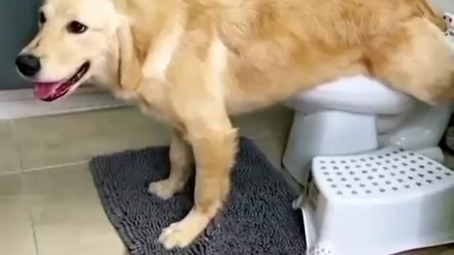 Dog peeing in toilet (Dog training) 🐕