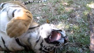 Juguetón cachorro de tigre es tiene un gatito en su interior