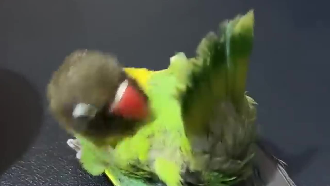 OMG smart parrot 🦜