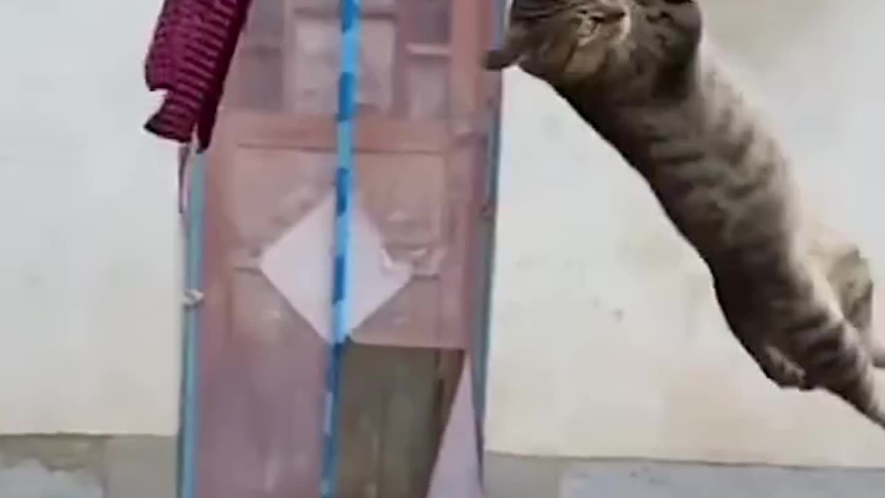 Cat funny video