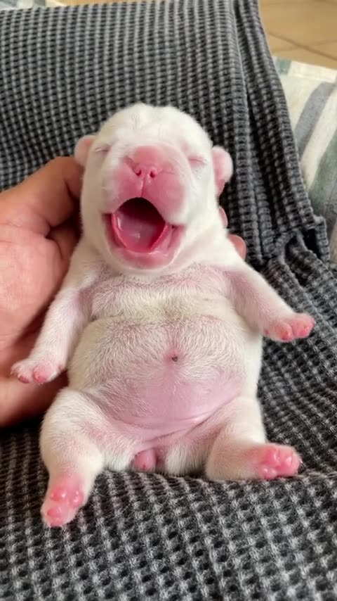 The cutest little puppy