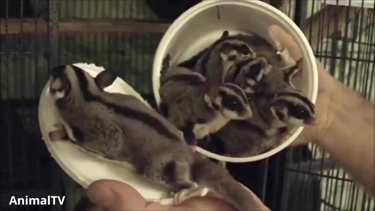 sugar gliders