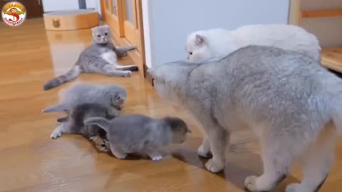 The kitten approaching the daddy cat to play with him was so cute.