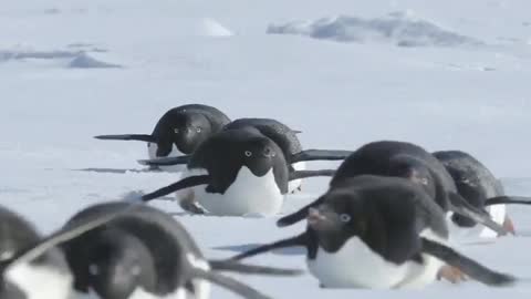 Tobogganing Adélie Penguins 🖤 🇦🇶 Cape Hallett