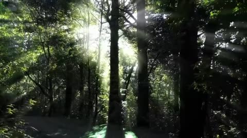 Nature video