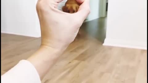 The Quickest Way to Get Rich With Everyday Cute Pets Every Day