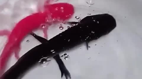 This is a beautiful and charming water-dwelling species