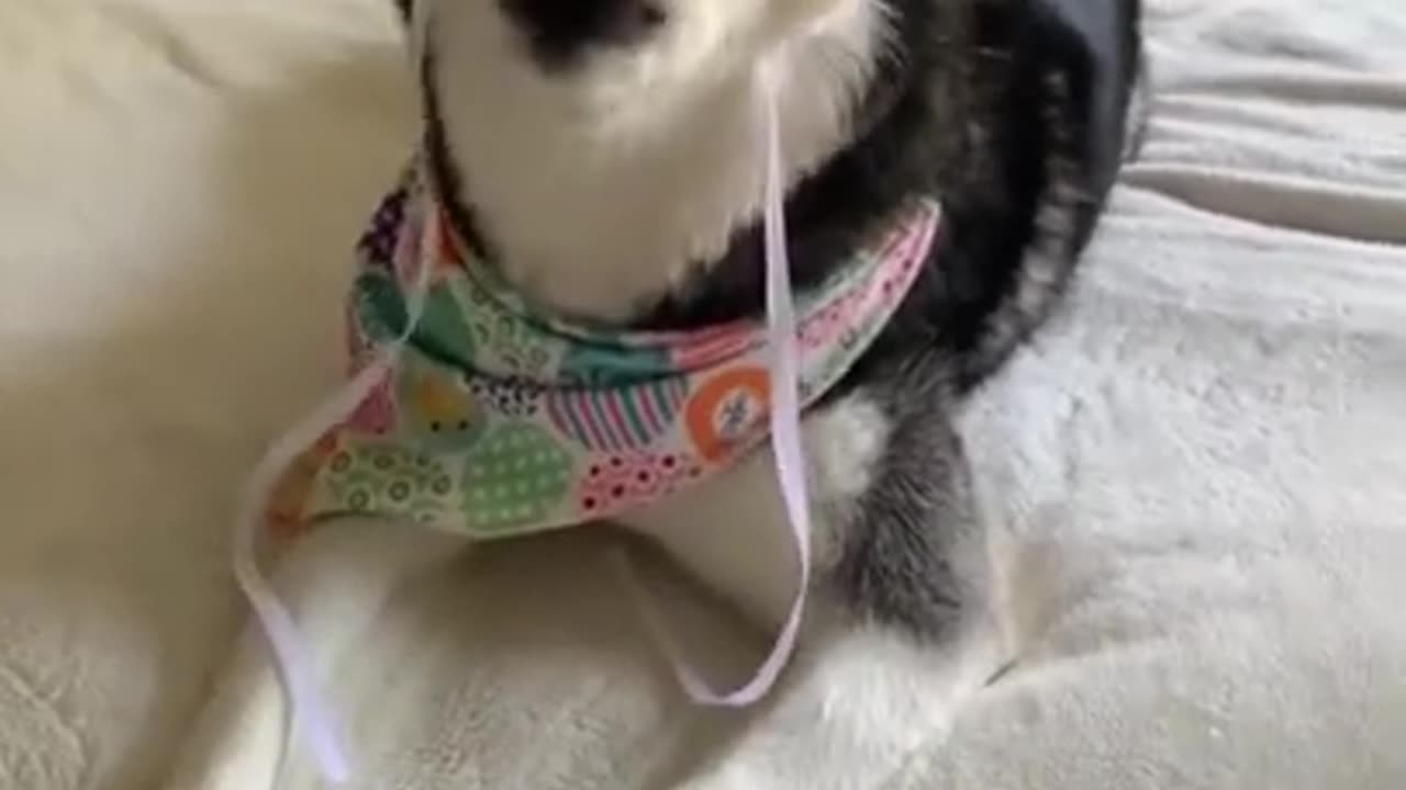 My Husky ARGUES When We Dress Her As A Easter Bunny