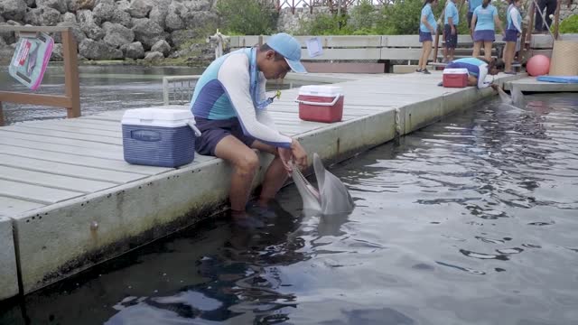 American Humane Conservation Dolphins