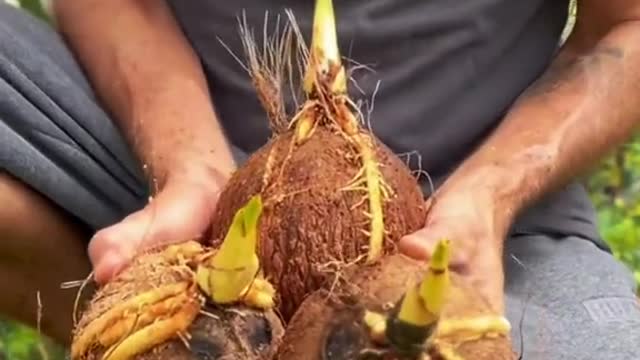 Sprouted Coconut 🔊