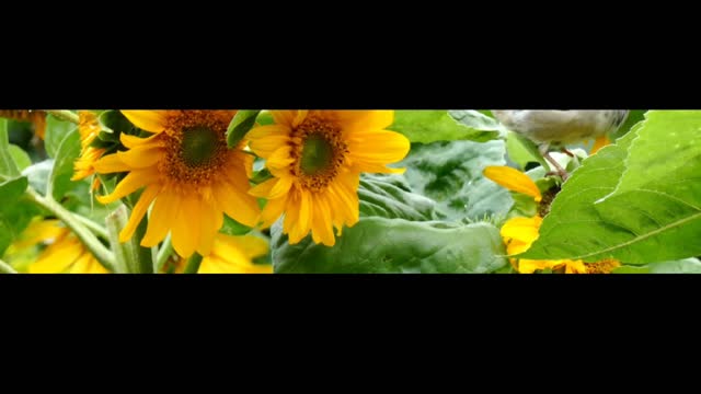 Meditation music πΆ