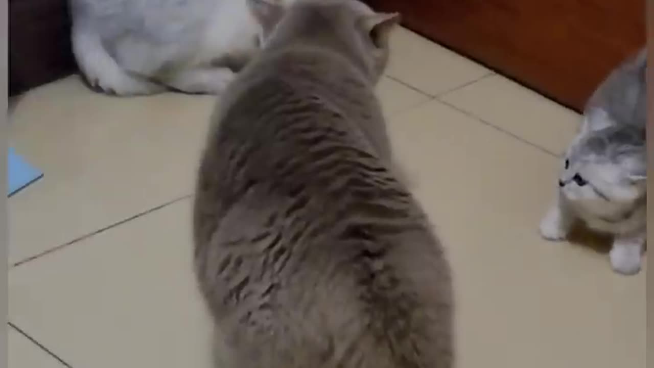 Funny cat 🤣 #shorts #funnycat
